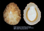 Patella aspera